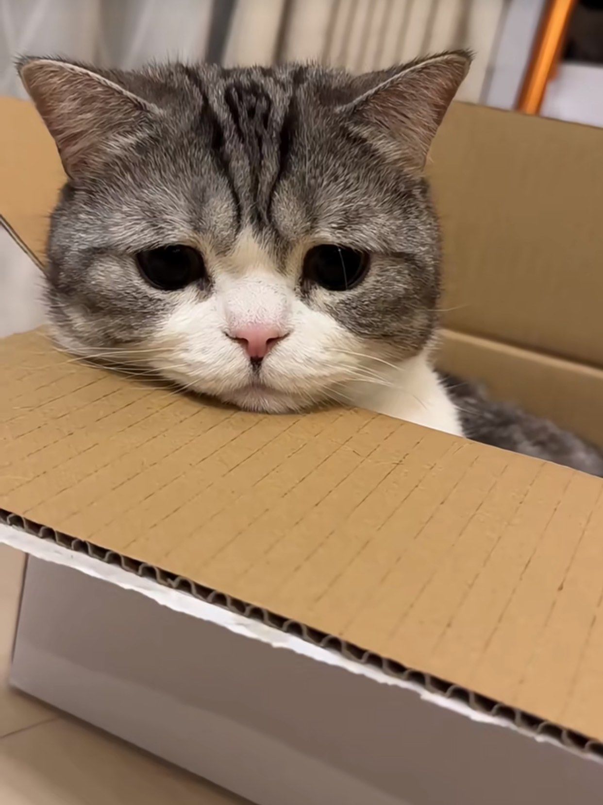 宝宝,你是受了什么委屈吗🥺