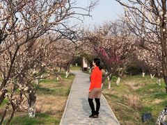 -林屋梅海青梅保护基地