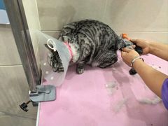 -北京观赏动物医院·24小时大型综合·猫专科·异宠专科