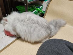 -猫大福·Fortune Cat猫舍(百子湾店)