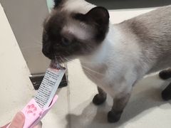 -藏猫猫咖啡主题馆(中央大道店)