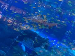 -成都浩海立方海洋公园