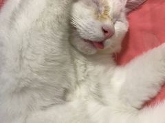 -纳吉亚猫专科动物医院(康都外科中心)
