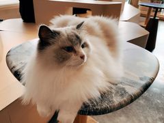 -瞄一喵猫咖(格力海岸店)