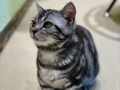 -藏猫猫咖啡主题馆(中央大道店)