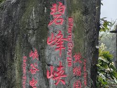 -中国大熊猫保护研究中心雅安碧峰峡基地