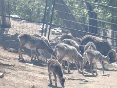 -秦皇岛野生动物园