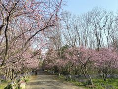 -上海海湾国家森林公园