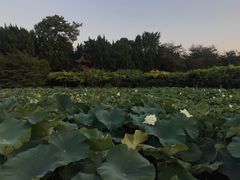 -嘉定紫藤园