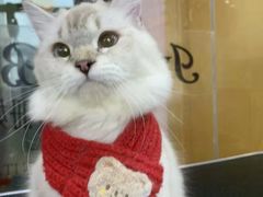 -车接车送·寄养洗护·德文猫舍(大宁店)