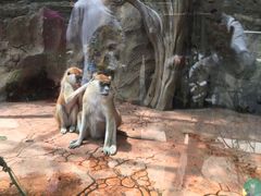 -贵州森林野生动物园