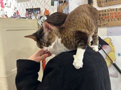 -Let's go狗咖·猫咖·奶狗·桌游(春熙路IFS店)