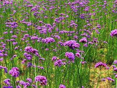 -杭州城北体育公园