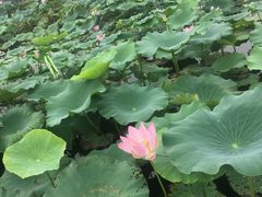 -荷塘月色湿地公园·向阳花洲