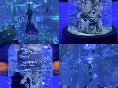 -哈尔滨波塞冬海底世界