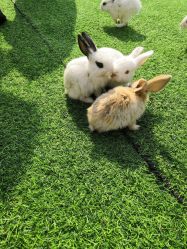 -萌宠亲子动物乐园(槐房万达店)