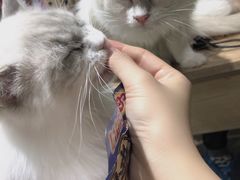 -藏猫猫咖啡主题馆(中央大道店)