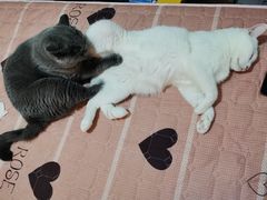 -艾吉宠物医院·疑难杂症转诊中心·猫友好(碧江路院)