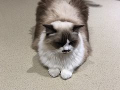 -藏猫猫咖啡主题馆(中央大道店)