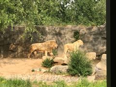 -北京野生动物园