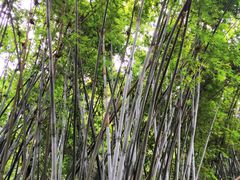 -火炉山森林公园