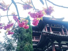-西安青龙寺遗址景区