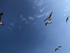 -海驴岛(荣成市)