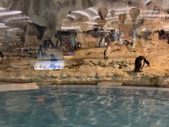 -帝企鹅自助餐厅•儿童岛•真企鹅(长隆企鹅酒店)