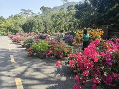 -深圳仙湖植物园