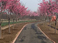 -武汉紫薇都市田园