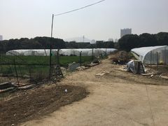 -胜丰草莓采摘园