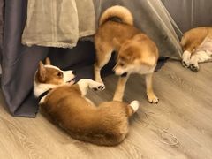 -浣熊柯尔鸭土拨鼠·电玩咖