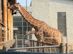 -石家庄市动物园