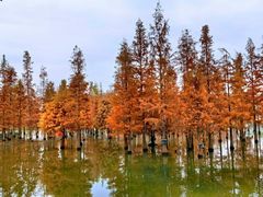 -白鹭湾湿地公园