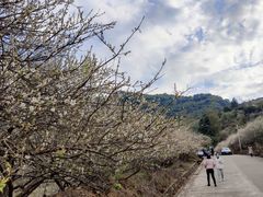 -广州市流溪河国家森林公园