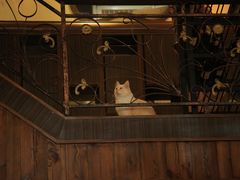 -more than meow吴止猫主题餐厅(承德 中船汇店)