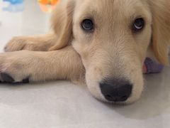 -唐小姐の私宠·宠物洗护美容·撸猫馆·购宠(周浦万达旗舰店)