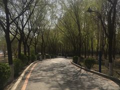 -丁香湖公园