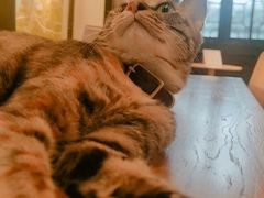 -猫的天空之城概念书店(杭州南宋御街店)