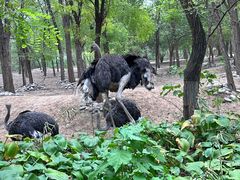 -北京野生动物园