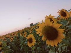 -映月湖中央公园