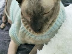 -李小姐の猫咖啡馆(五角场店)