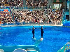 -海合安成都极地海洋公园
