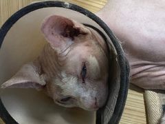 -屋虎猫馆(宝安大仟里店)