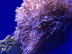 -悉尼海洋生物水族馆