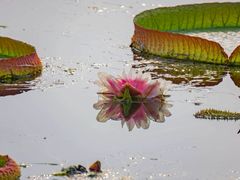 -荷塘月色湿地公园·向阳花洲