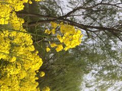 iphone_upload_pic-溱湖国家湿地公园