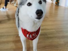 -Husky Go! 哈士奇体验馆·宠物咖啡厅狗咖