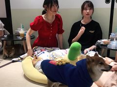 -逗柴咖啡屋·狗咖猫咖宠物桌游