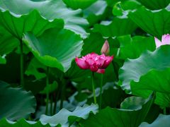 -荔湾湖公园